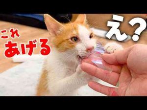 猫生を100万回繰り返してる疑惑の子猫が驚きの行動をし始めました… - かわいい猫動画/鳴き声
