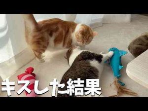 ぽこ太郎とむぎくんがキスした結果、まさかの結果になりましたw w w - かわいい猫動画/鳴き声