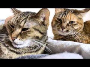 【猫がいる暮らし】飼い主がいつもより遅めに起きようとするとこうなります(笑) - かわいい猫動画/鳴き声