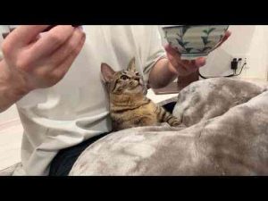 甘えんぼすぎて食事中もずっと離れてくれない実家の猫がかわいすぎました… - かわいい猫動画/鳴き声