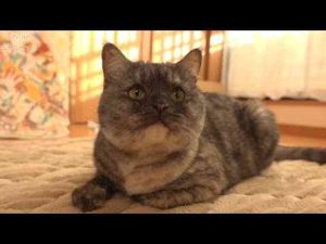 新年あけましておめでとうございます - かわいい猫動画/鳴き声
