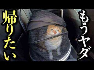 のんびり寝てたのに急に病院へ連れてかれガッカリな猫 - かわいい猫動画/鳴き声