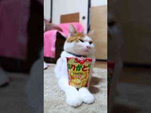 じゃがりこ チーズ　のせ猫　250105 #cat #かご猫 #ねこ #かご猫 - かわいい猫動画/鳴き声