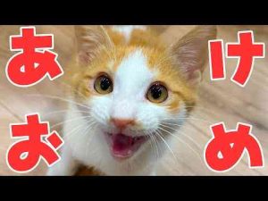 【】新年早々に猫達が大暴れしているようなので生放送でお届けします。 - かわいい猫動画/鳴き声