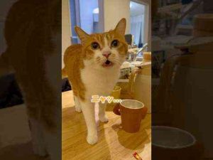 少しボケ始めた猫。胸男 muneo