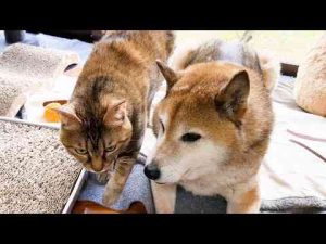 積極的な猫たちのおかげでゼロ距離苦手な柴犬もここまで克服できました！R村の柴ねこ