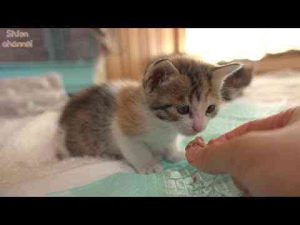 【生後26日】子猫が初めて離乳食を食べたらこうなりました…shion紫音