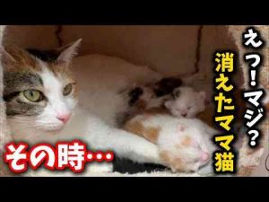深夜…仔猫の側からママ猫の姿が消えました。その時…くろついch