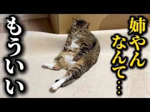猫だと勘違いして保護したアザラシの爪切りをしたら嫌われてしまいました猫ですけどなにか？