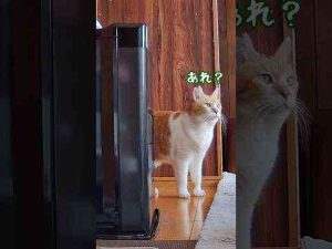 起きたら誰もいなかった‥ #元野良猫チャチャ #猫武将 #ねこ #ネコ #猫 #cat元野良猫チャチャとR me