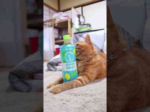 お～いお茶 LEMON GREEN　250417かご猫 Blog