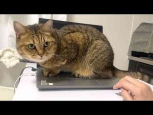 わざとパソコンの上で休憩して仕事に多大なる影響を与える猫【子ライオン】みにら日記‐MINIRA‐Diary‐