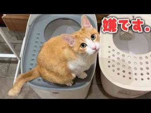 猫たちが6年以上使っているお気に入りのトイレとお別れすることなったのですがハプニングが発生しました…《あつし》Channel@猫たちと一緒