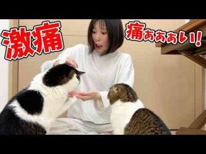 【悲報】猫におやつをあげていたらとんでもないことに…涙スコスコぽこ太郎&うま次郎〜猫ちゃんねる〜
