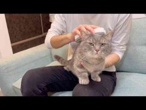 猫動画 | 猫が今にも怒りそうなので、あることをやってみた結果...【YouTubeおすすめ】