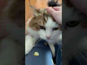 猫動画 | もしも、ぬいぐるみが登ってきたら【YouTubeおすすめ】
