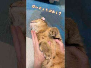 猫動画 | いきなり猫の意識が飛んで大焦りしたんだが… #shorts【YouTubeおすすめ】