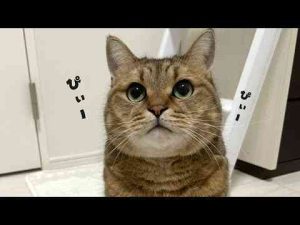 猫動画 | 鼻から謎のピーピー音が流れている猫がなんか癒される…【YouTubeおすすめ】