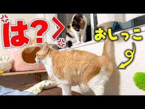 猫動画 | 【お説教】壁にオシッコしてしまったロビン、妹にガチ説教されてしまうwww【YouTubeおすすめ】