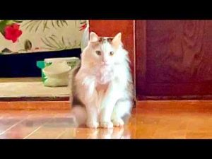 猫動画 | 何があった！？モフ猫の胸毛に異常が。。【YouTubeおすすめ】
