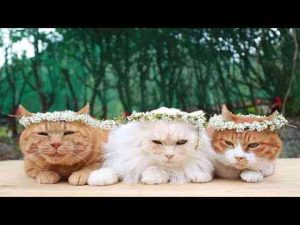 猫動画 | 雪柳の花冠　のせ猫　2025　250507【YouTubeおすすめ】
