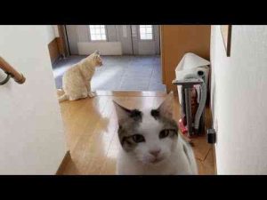 猫動画 | 思い通りにならないとブツブツ文句を言う猫【YouTubeおすすめ】