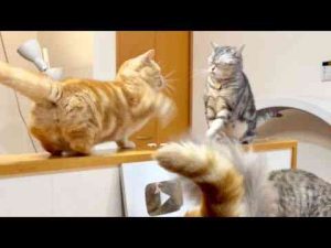 猫動画 | ちゃーぼーのお尻の匂いを嗅いで怒られたあいちゃん。【YouTubeおすすめ】