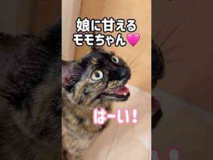 猫動画 | 娘とパパに鳴いて甘えるサビ猫が可愛すぎます！ #shorts【YouTubeおすすめ】