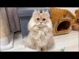 猫動画 | アクアとフランマ がライブ配信中！【YouTubeおすすめ】