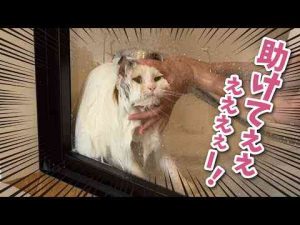 猫動画 | 【絶望】ニ　ャ　ン　コ　お　風　呂　地　獄　！　！　！【関西弁でしゃべる猫】【猫アテレコ】【YouTubeおすすめ】