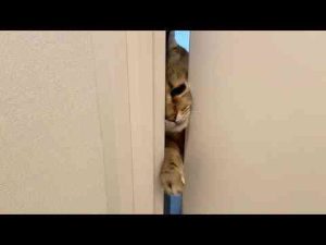猫動画 | 顔が通れればどこでも通れると勘違いした猫の末路【YouTubeおすすめ】