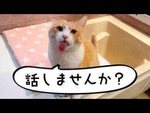 猫動画 | 【生放送】GWをギックリ腰で寝たきりになっていました。猫と遊びつつ話します。【YouTubeおすすめ】
