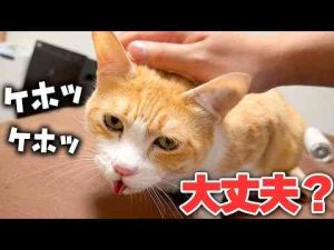 猫動画 | 【乾燥】ぐっすり寝すぎてしまった猫、起きてから咳が止まらなくなってしまいました…【YouTubeおすすめ】