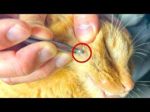 猫動画 | ボス猫のほっぺにヤバいものが寄生しているぞ！【YouTubeおすすめ】
