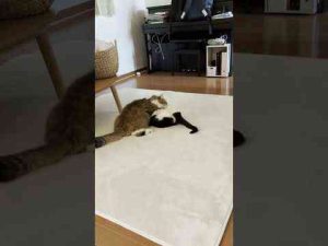 猫動画 | これは勝ったん？負けたん？【YouTubeおすすめ】