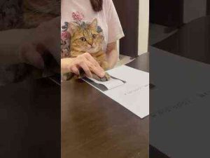 猫動画 | 知らぬ間にアカン契約書にハンコを押してしまった猫　#shorts【YouTubeおすすめ】
