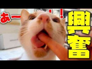猫動画 | お風呂から出てきた飼い主になぜか子猫が興奮して止まらなくなってしまいました…【YouTubeおすすめ】