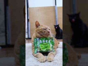 猫動画 | 抹茶もち　250509　#ねこ　#のせ猫　#抹茶　　 #cat #ネコ #ねこ #猫 #cute #猫のいる生活【YouTubeおすすめ】