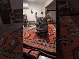 猫動画 | アメショーのラッテ #アメショー #アメリカンショートヘア #cat ＃猫 #猫と暮らす家 #猫との暮らし #サヤンサヤン#サヤンサヤンのマルチカバー買いました。【YouTubeおすすめ】