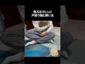 猫動画 | ポップコーンにビビる子猫時代の動画　#shorts【YouTubeおすすめ】