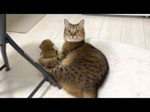猫動画 | 飼い主が見ていないところで「イヒイヒ」いいながら後輩をボコボコにする猫【YouTubeおすすめ】