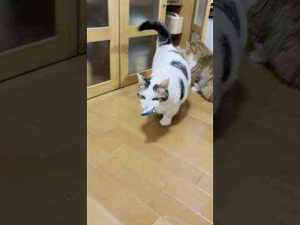 猫動画 | 犯人は現場に戻る【YouTubeおすすめ】