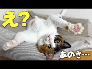猫動画 | え？【YouTubeおすすめ】