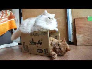 猫動画 | 麦の舞の箱と麦茶　250511【YouTubeおすすめ】