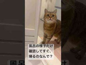 猫動画 | 可愛顔して風呂だけ覗いて帰る猫　#shorts【YouTubeおすすめ】