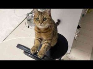猫動画 | なんとしてもご飯を倍もらいたい猫の行動が面白い【YouTubeおすすめ】
