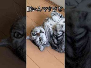 猫動画 | 眠いんですけど ねこ cat アメショ たろう【YouTubeおすすめ】