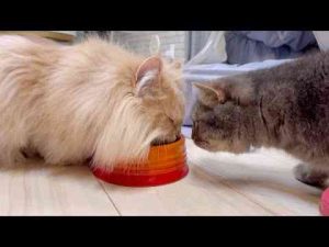 猫動画 | 診察から帰って来た弟のご飯を狙う姉猫がヤンキーすぎたwww【YouTubeおすすめ】