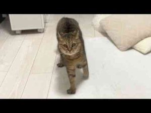 猫動画 | う○ちしただけでうにゃうにゃ言いながらオラつく猫【YouTubeおすすめ】