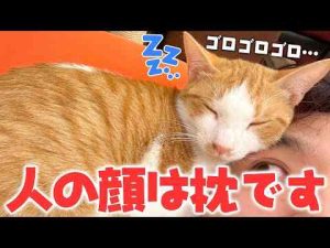 猫動画 | 飼い主の顔を枕だと思い込んで育ってしまった子猫がこちらです。【YouTubeおすすめ】